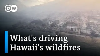 Hawaii: Thousands left homeless by wildfires | DW News