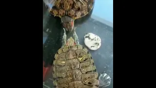 Turtle slap on face 😍😍😍