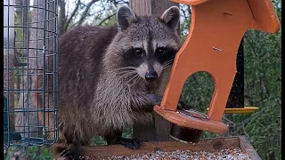 Jelly Thief Raccoon at BWHQ