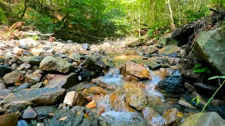 Sounds of a forest stream with the singing of summer birds, 3 hours of relaxing nature.