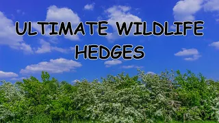 ULTIMATE WILDLIFE HEDGES