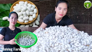 Harvesting Silkworm Cocoons to Sell to Traders - Fast and Effective Cocoon Making Process