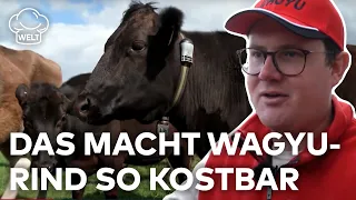 WAGYU-RINDFLEISCH: Dieser Hof in Schleswig-Holstein züchtet japanische Luxus-Kühe | Food Magazin