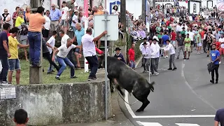 Concurso Ganadarias (JAF, EG, HF, JG) - São Brás 23Ago2023 - Ilha Terceira - Açores