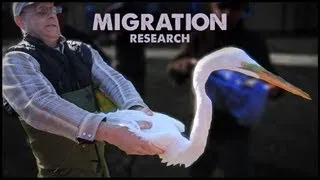 How we know birds migrate!