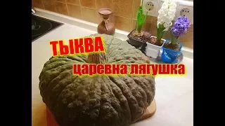 ТЫКВЕ посвящается... сорт ЦАРЕВНА ЛЯГУШКА.