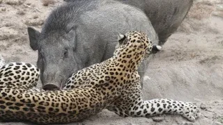 Wild Boar Warthog vs Leopard Lion Crocodile and Cheetah