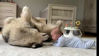 Dog's Reaction To New Baby Boy Is So Wholesome! Guaranteed Smiles!  (Cutest Ever!!)