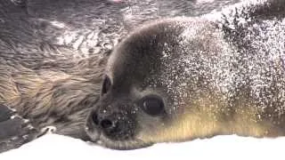 Being Different If You're A Weddell Seal In Antarctica