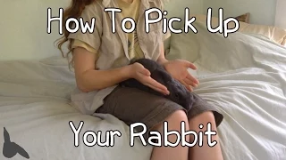 How To Pick Up / Hold A Rabbit