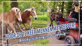 De EZELS BREKEN UIT!! + MENNEN met PEPPER! || Paardzoektbaas