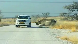 ЖИВОТНЫЕ АТАКУЮТ АВТОМОБИЛИ! Медведь, Носорог, Слон, Бегемот, Бык Против Машин