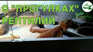 о "прогулках" рептилий