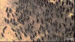 Google Earth Animals.avi