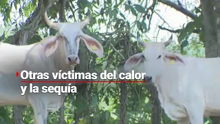 ¡Es un infierno! La sequía y el CALOR están matando al ganado en VERACRUZ