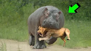 EL PODER DEL HIPOPOTAMO VS león, cocodrilo, elefante, rinoceronte, tiburon | LEY DEL MÁS FUERTE