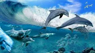 Dolphins intelligent। Full documentary