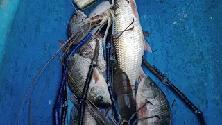 Amazing!!!!!! Sri Lankan 🇱🇰 fishing traditional shrimp 🦐 fishcathing video