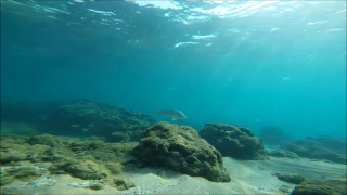 Freediving Israel groupers צלילה חופשית - לוקוסים, לבט (קורבל), סולבי , סרגוסים, בורים וכו...