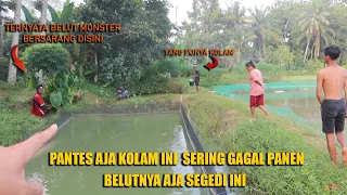 EKSEKUSI BELUT BESAR YG MERESAHKAN PETANI SAMPAI GAGAL PANEN