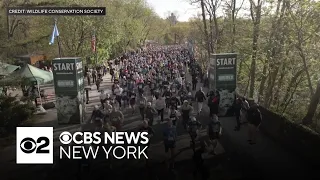 Bronx Zoo hosts 16th Annual WCS Run for the Wild race