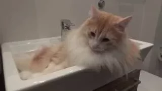 Happy Forest Cat relaxing in a sink...