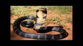 Weird Snake Goes Crazy Almost Kills Itself