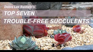 Top 7 Trouble-Free Succulents