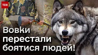 ❗ На Закарпатті НАШЕСТЯ ВОВКІВ! Люди бояться виходити на вулиці, собак знаходять розірваними!