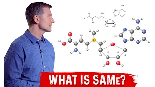 What is SAMe S-Adenosyl-Methionine Explained By Dr. Berg