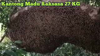 Panjang Sarang 2,5 Meter, Kantong Madunya 1 Meter #lebah #madu #alam #panenmadu #hutan