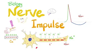Nerve Impulse Transmission, Action Potential | Biology