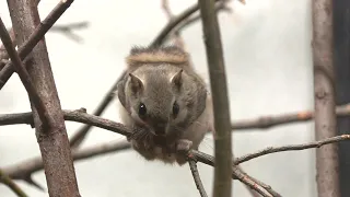 人気！クリクリの目がかわいい「エゾモモンガ」野生動物守るため 北海道内の8つの動物園と水族館がプロジェクト (23/09/30 09:00)