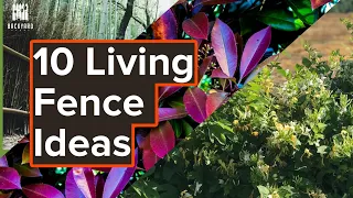 10 Living Fence Ideas To Get Your Creative Juices Flowing | Backyardscape