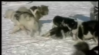 WOLVES VS HUMANS & SLED-DOGS