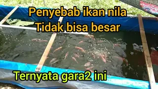 ikan nila masih kecil sudah beranak!! Apa masih bisa besar?