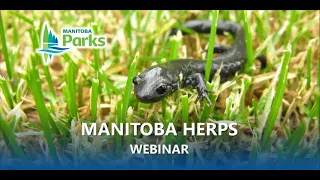 Manitoba Herps Webinar