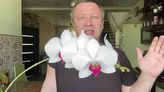 ЭТО ОРХИДЕЯ МАТЬ всех орхидей и САМАЯ ДОРОГАЯ в моей коллекции