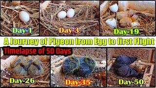 Egg to First Flight- A journey of Pigeon | 50 day timelapse Pigeon Egg Hatching | Glimpse of Nature