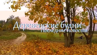 Деревенские будни. Не успеваю до холодов. Покрылись ли коровы