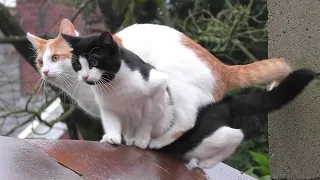 Camera Catches Bizarre Moment Two Cats Leap Up A Wall With Identically Matching Motions