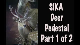 Deer Taxidermy, Sika deer "in velvet "Pedestal Shoulder mount, Part 1 of 2. Art of Taxidermy