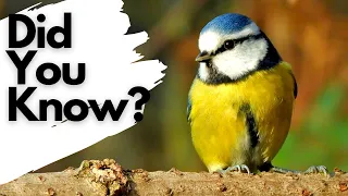 Things you need to know about BLUE TITS!