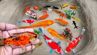 Serok ikan hias warna-warni, ikan koi, ikan mas koki lucu, ikan komet ,ikan gurami, kura-kura brazil
