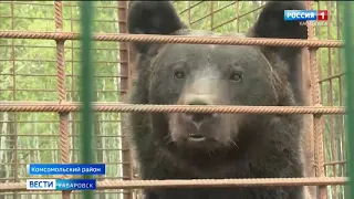 Медведи вне закона. Суд постановил изъять хищников у владельца эко фермы в Комсомольском районе.