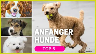 Top 5 Hunderassen für Anfänger (in allen Größen)