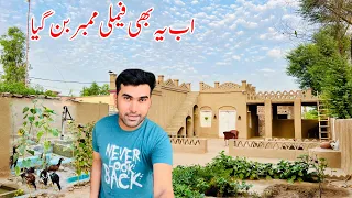 Ab ye bhi Family member Ban geya | Village morning routine in Summer | Shoaib Maharzada