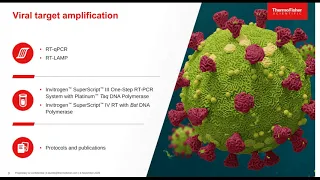 Advanced enzymes to facilitate SARS CoV 2 research