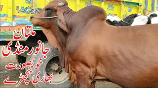 Multan Cow Mandi Pure Cholistani Barhman Heavy Bull | Qurbani 2021 | | SS Tv |