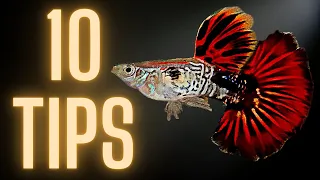 10 Tips to Keep Your Guppies Healthy and Happy